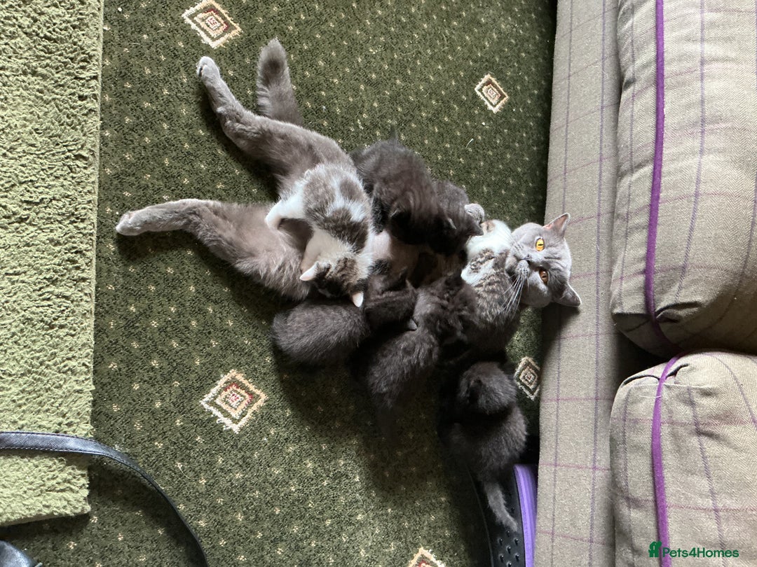British Shorthair cats for sale: British blue short hair x ragdoll kittens - Image 19