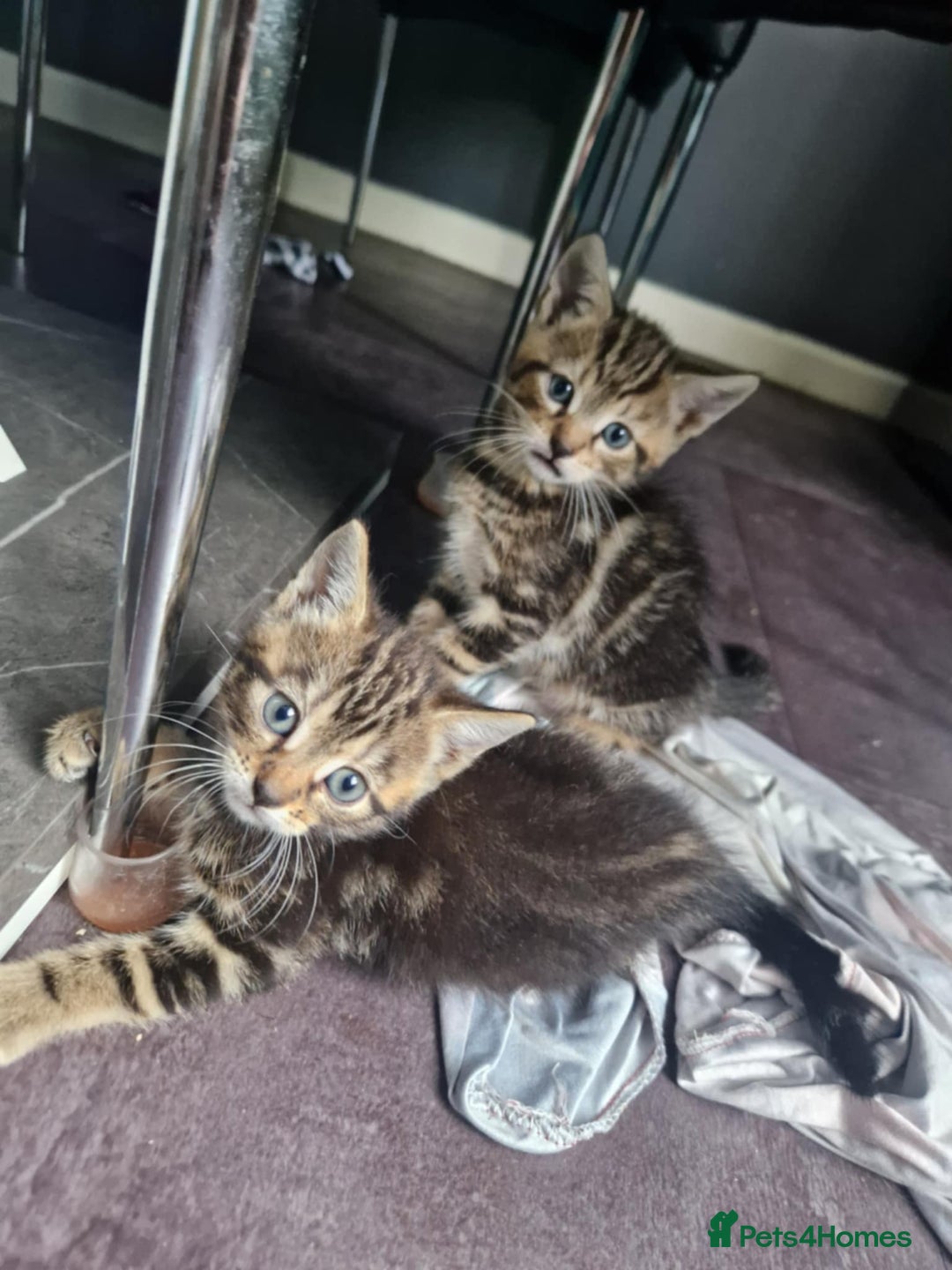 Bengal cats for sale: Bengal tabby mix kittens - Image 4