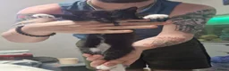 Mixed Breed cats for sale: Kittens - Advert 3