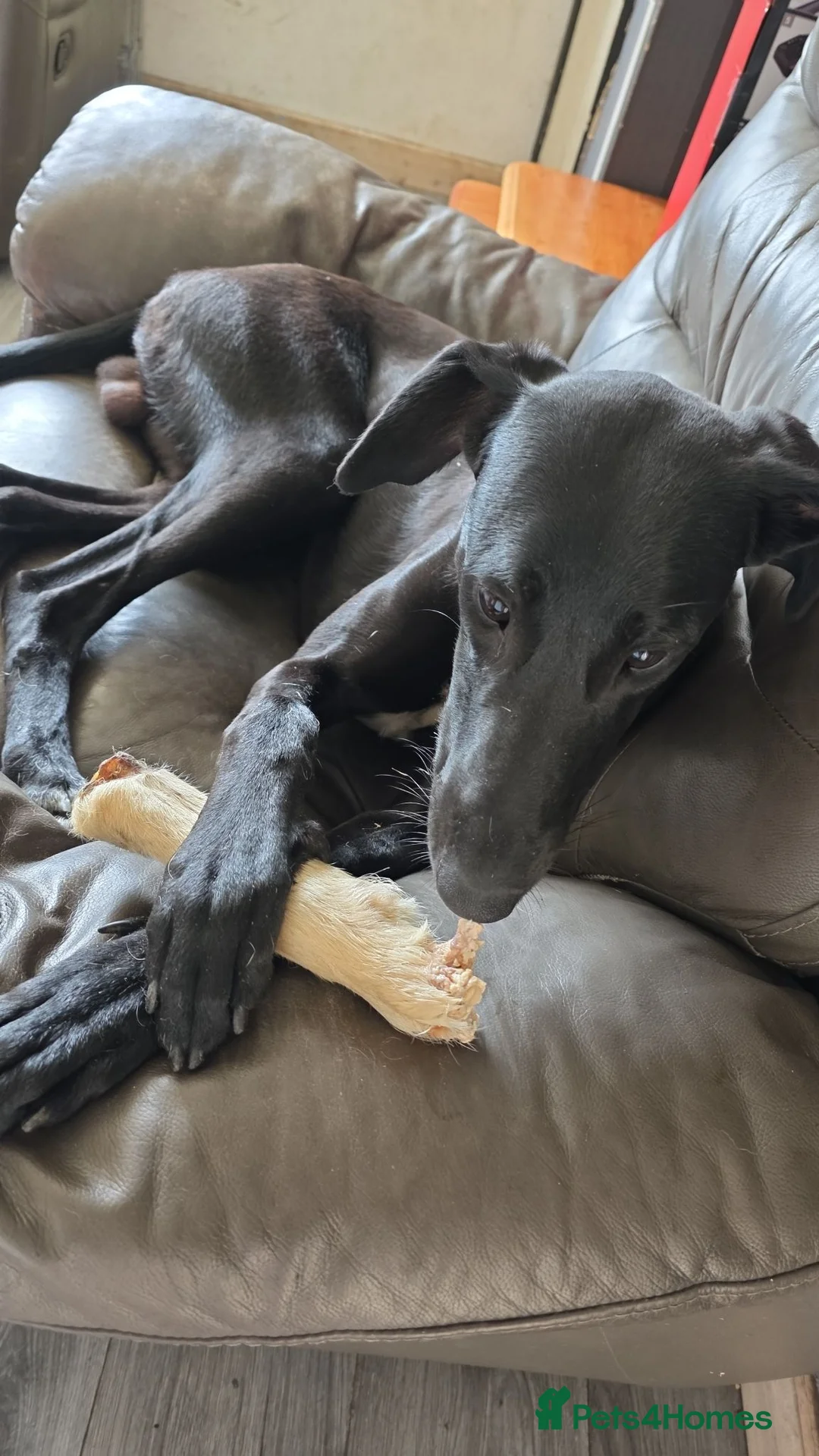 Mixed Breed dogs for sale: Stunning 11 Month Pup - Advert 2