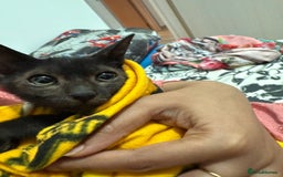 Bombay cats for sale: Little Oreo is looking for a loving home - Image 1