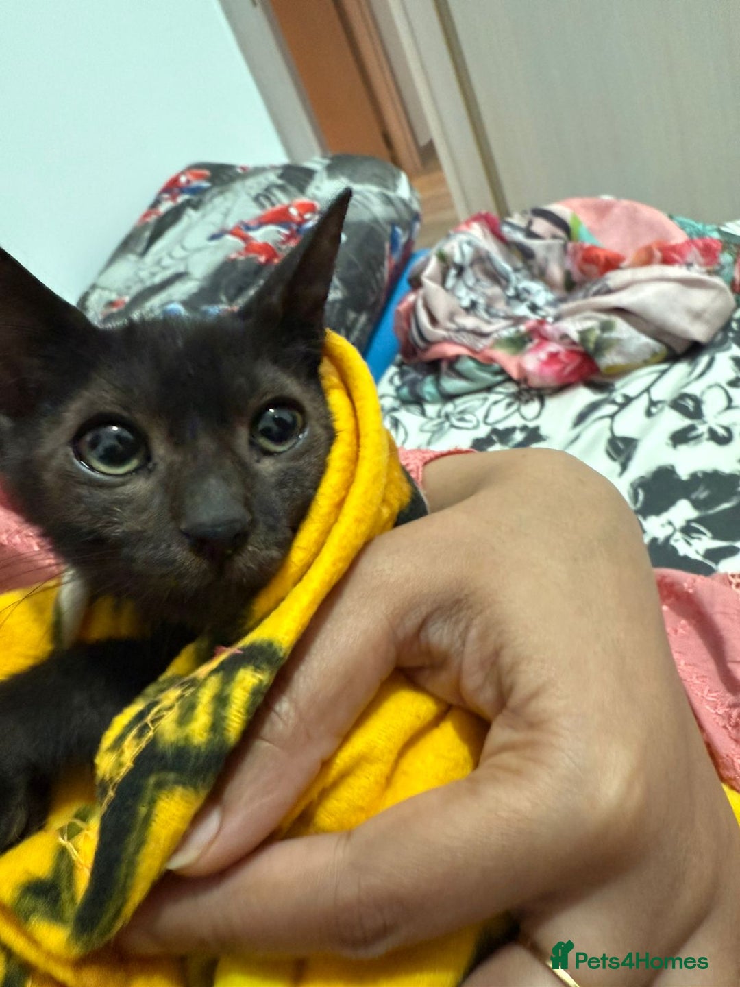 Bombay cats for sale: Little Oreo is looking for a loving home - Image 1