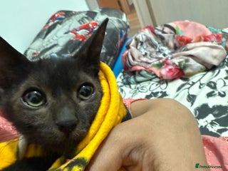 Bombay cats for sale - Advert 1