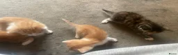 Mixed Breed cats for sale: 3 kittens  in Gateshead - Advert 9