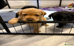 Labrador Retriever dogs for sale: Top quality litter of chunky KC reg Labradors ❤️ in Tamworth - Image 19