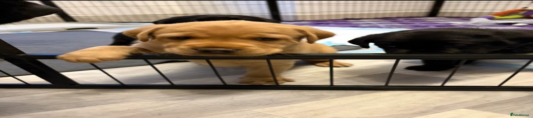 Labrador Retriever Puppy 1