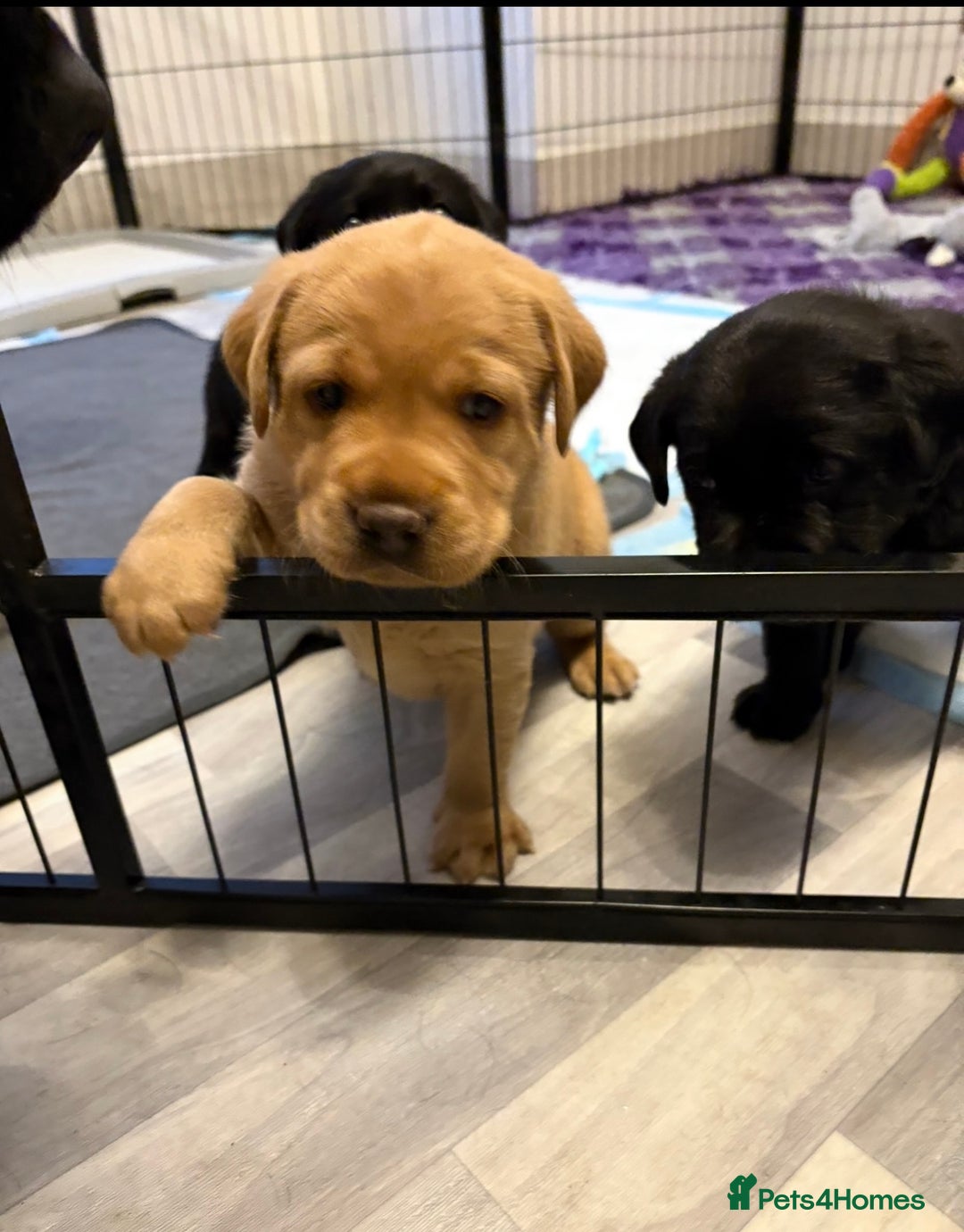 Labrador Retriever dogs for sale: Top quality litter of chunky KC reg Labradors ❤️ in Tamworth - Image 19