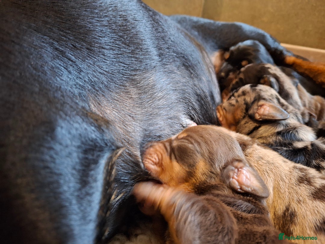 Miniature Dachshund dogs for sale: 🐾❤️ KC Reg Smooth Haired Miniature Dachshunds  - Advert 6