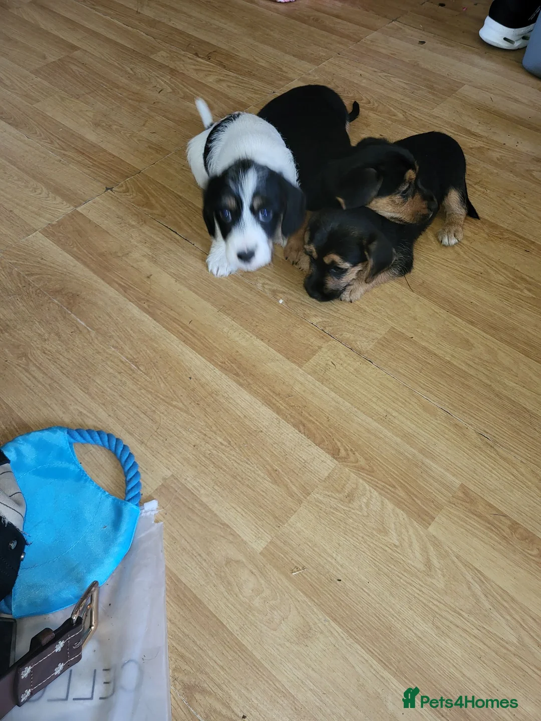 Mixed Breed dogs for sale: Terrier puppies - Advert 6