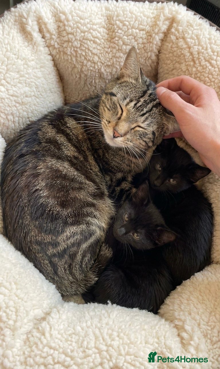 Mixed Breed cats Two Kittens 10 Weeks Ready To leave  - Advert 3