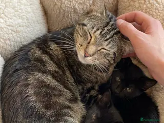 Mixed Breed cats Two Kittens 10 Weeks Ready To leave - Advert 3