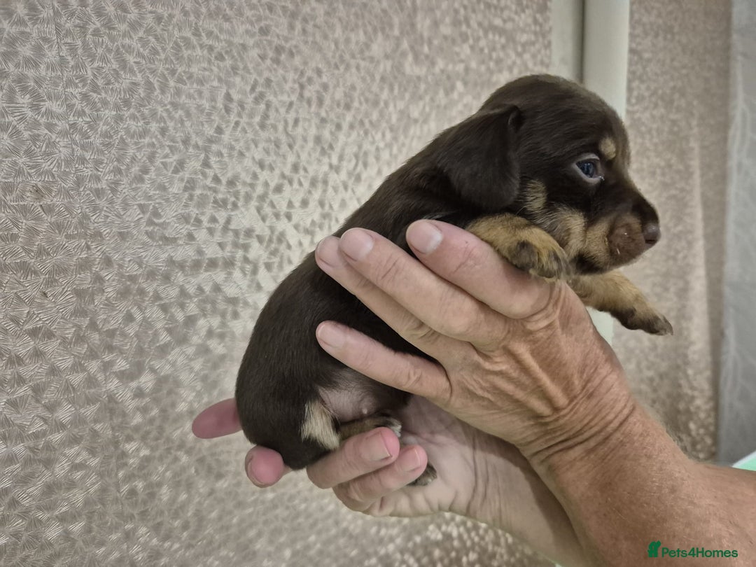 Jack Russell dogs for sale: Chocolate and Tan and Black and Tan Jacks - Image 2