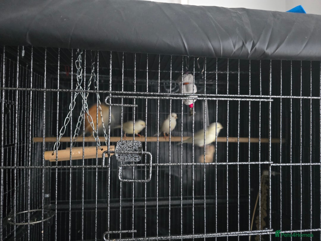 Canaries birds for sale: Canaries for rehoming  - Advert 5