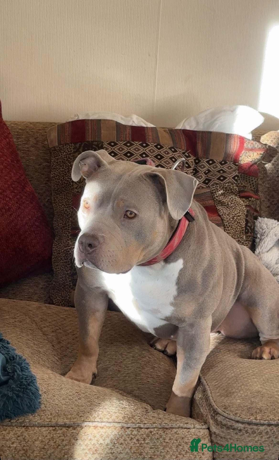 Staffordshire Bull Terrier dogs bonnie  - Advert 5