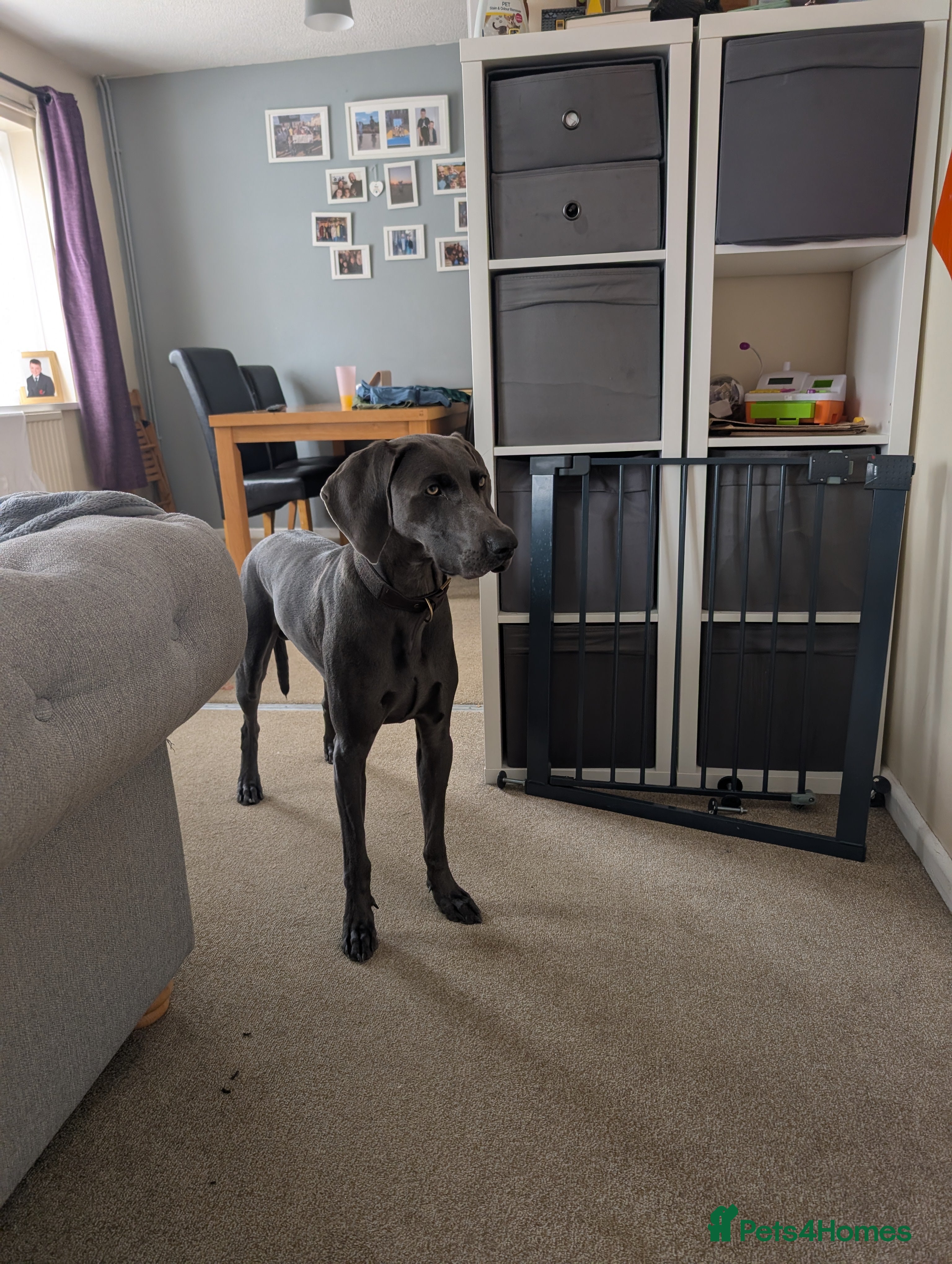 Weimaraner dogs Otto Weimaraner for Stud  - Advert 1