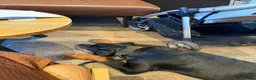 Rottweiler dogs for sale: 6month old Rottweiler puppy  - Advert 5