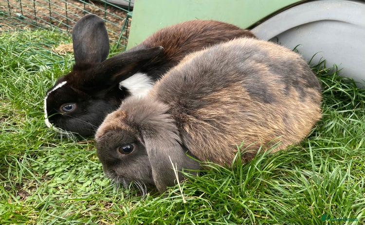 Mixed Breed rabbits - Advert 3