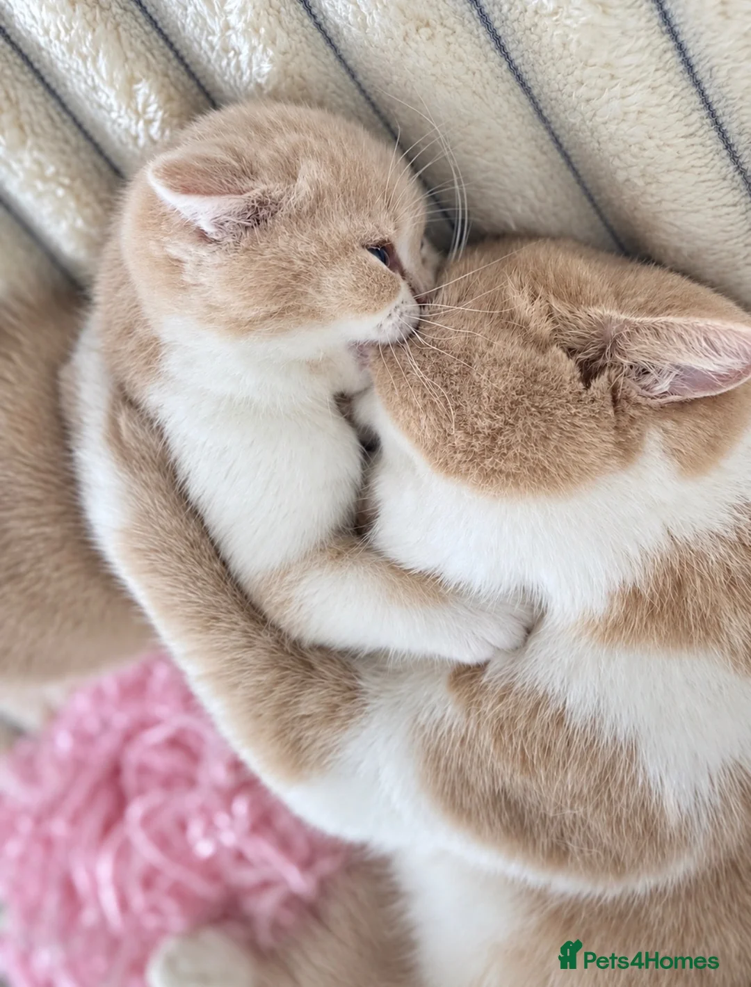 British Shorthair cats for sale: Beautiful British Shorthair Female Kitten 🐾🌸🌸🌸 - Advert 12