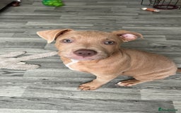 Mixed Breed dogs for sale: Staffy x  - Image 5