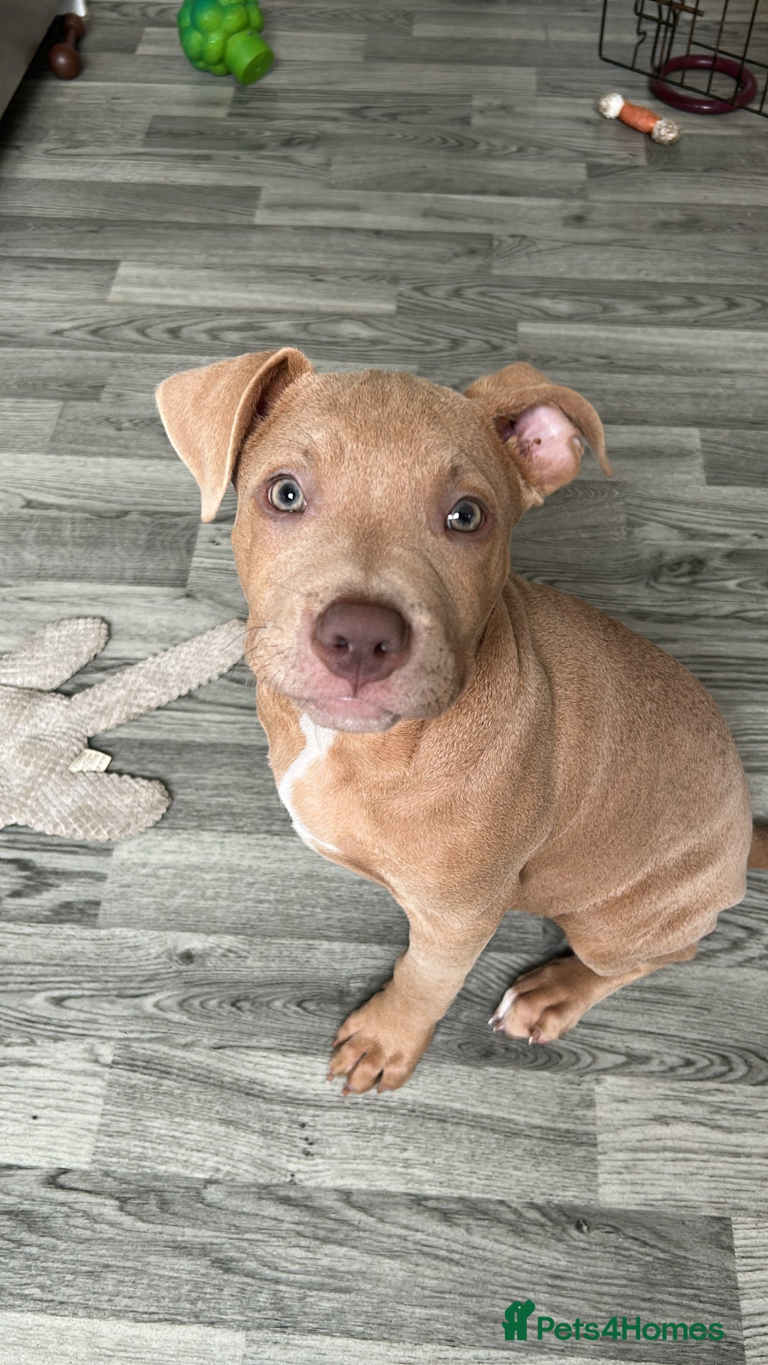 Mixed Breed dogs for sale: Staffy x  - Image 5
