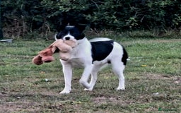 Mixed Breed dogs for adoption: SNOOPY - like a young Border Collie - Image 8