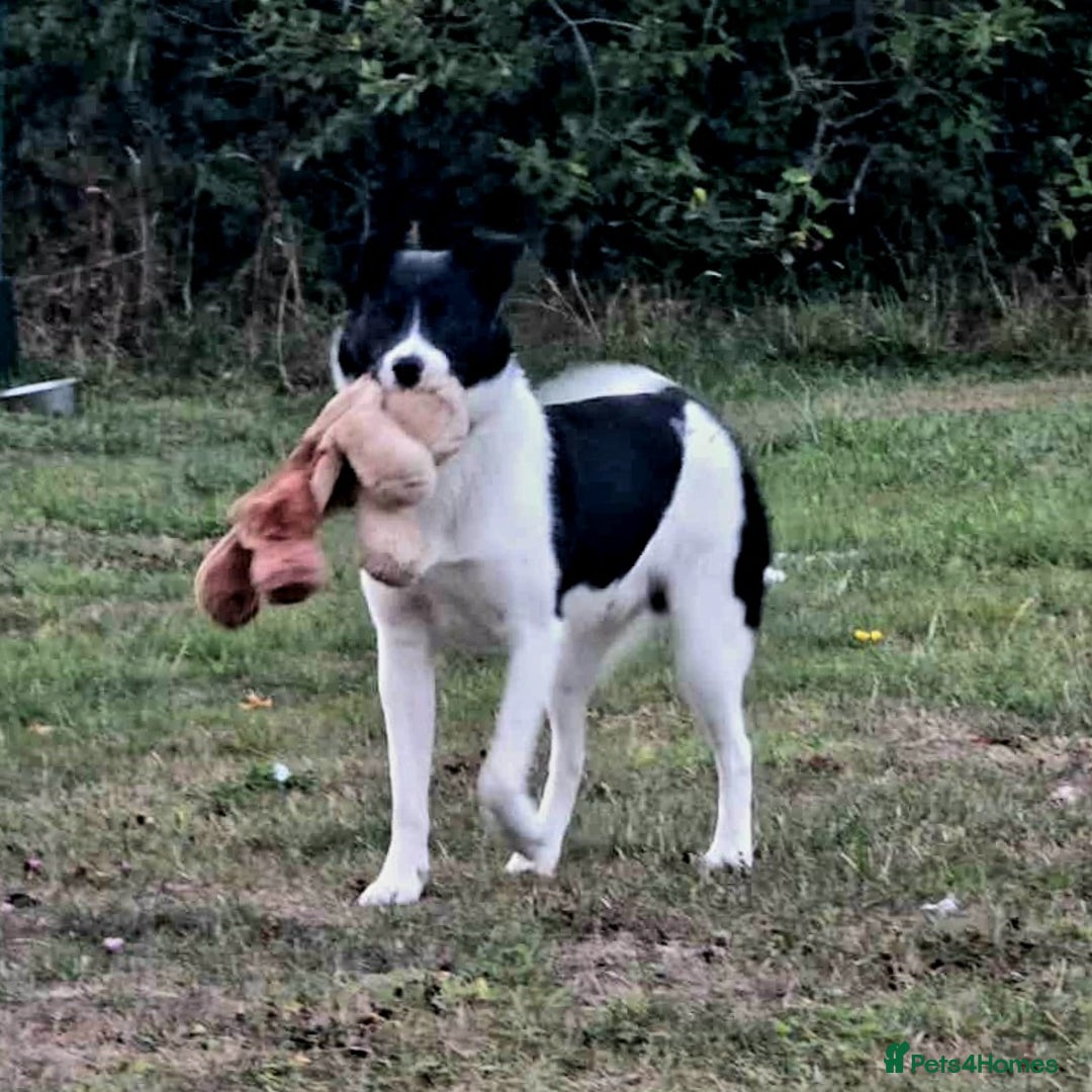 Mixed Breed dogs for adoption: SNOOPY - like a young Border Collie - Image 8