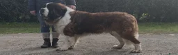 Saint Bernard dogs for stud: Teddy beautiful KC reg available for stud - Advert 1