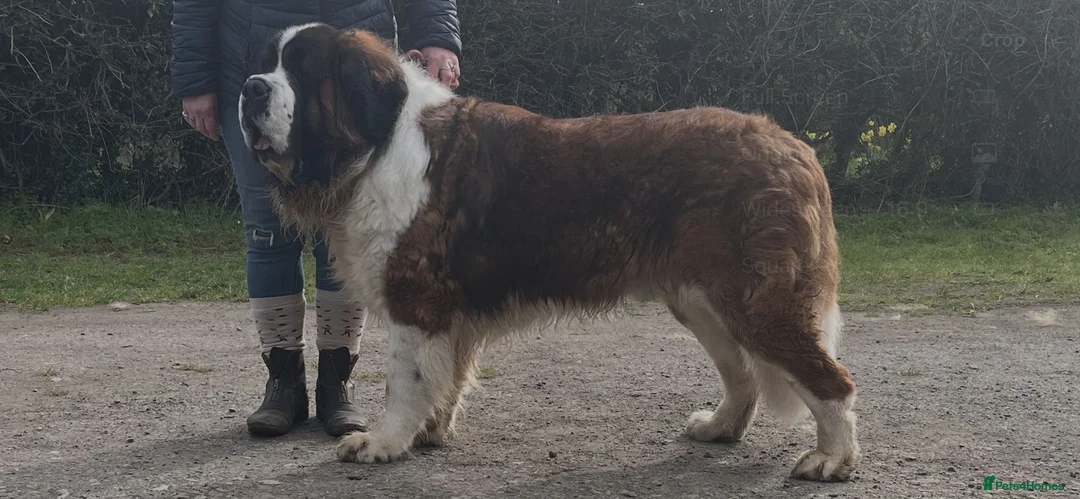 Saint Bernard dogs for stud: Teddy beautiful KC reg available for stud - Advert 1