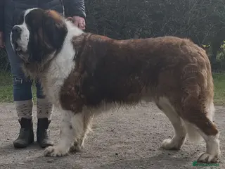 Saint Bernard dogs Teddy beautiful KC reg available for stud - Advert 4