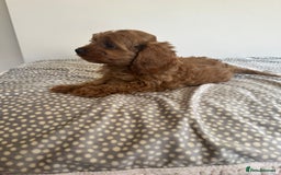 Cavapoo dogs for sale: Health tested cavapoo puppy’s  - Image 22