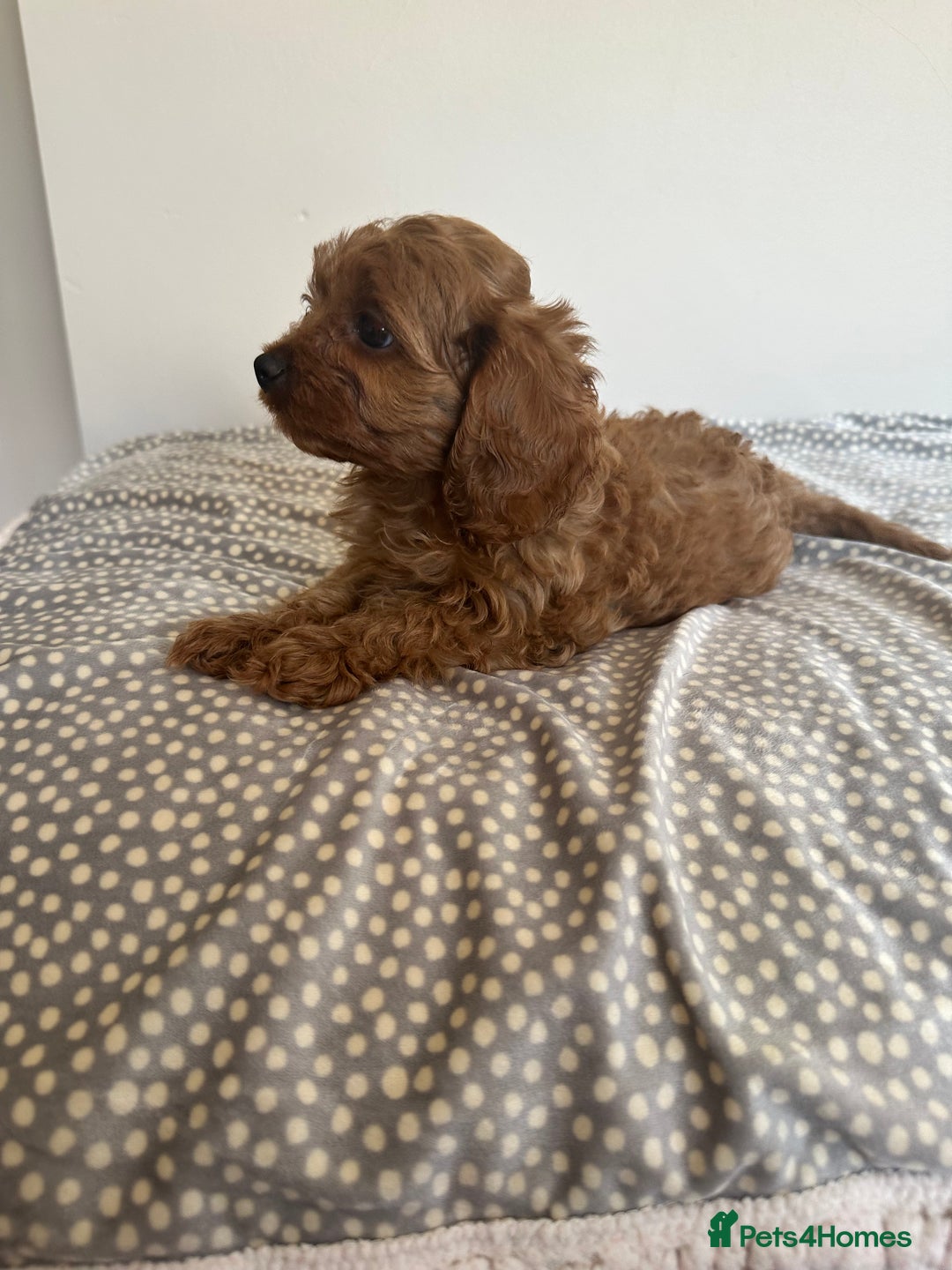 Cavapoo dogs for sale: Health tested cavapoo puppy’s  - Image 22