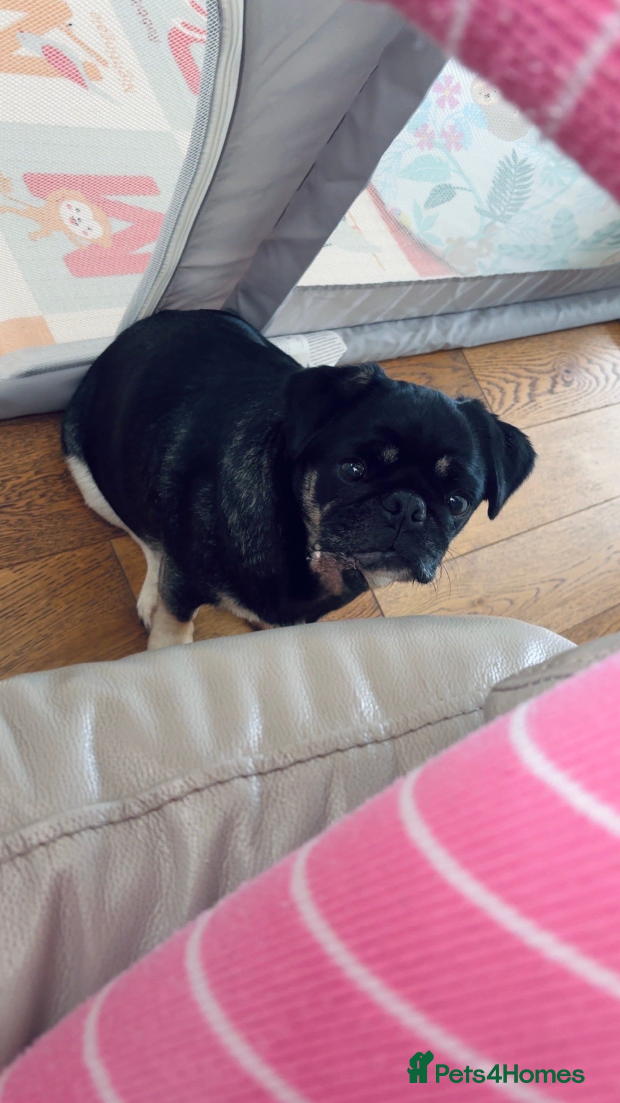 Pug dogs 4 year old KC registered female pug 🤍Holly🤍 - Advert 1