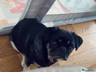 Pug dogs 4 year old KC registered female pug 🤍Holly🤍 - Advert 1