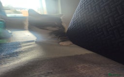 Mixed Breed cats for sale: 3 beautiful kittens - Image 2