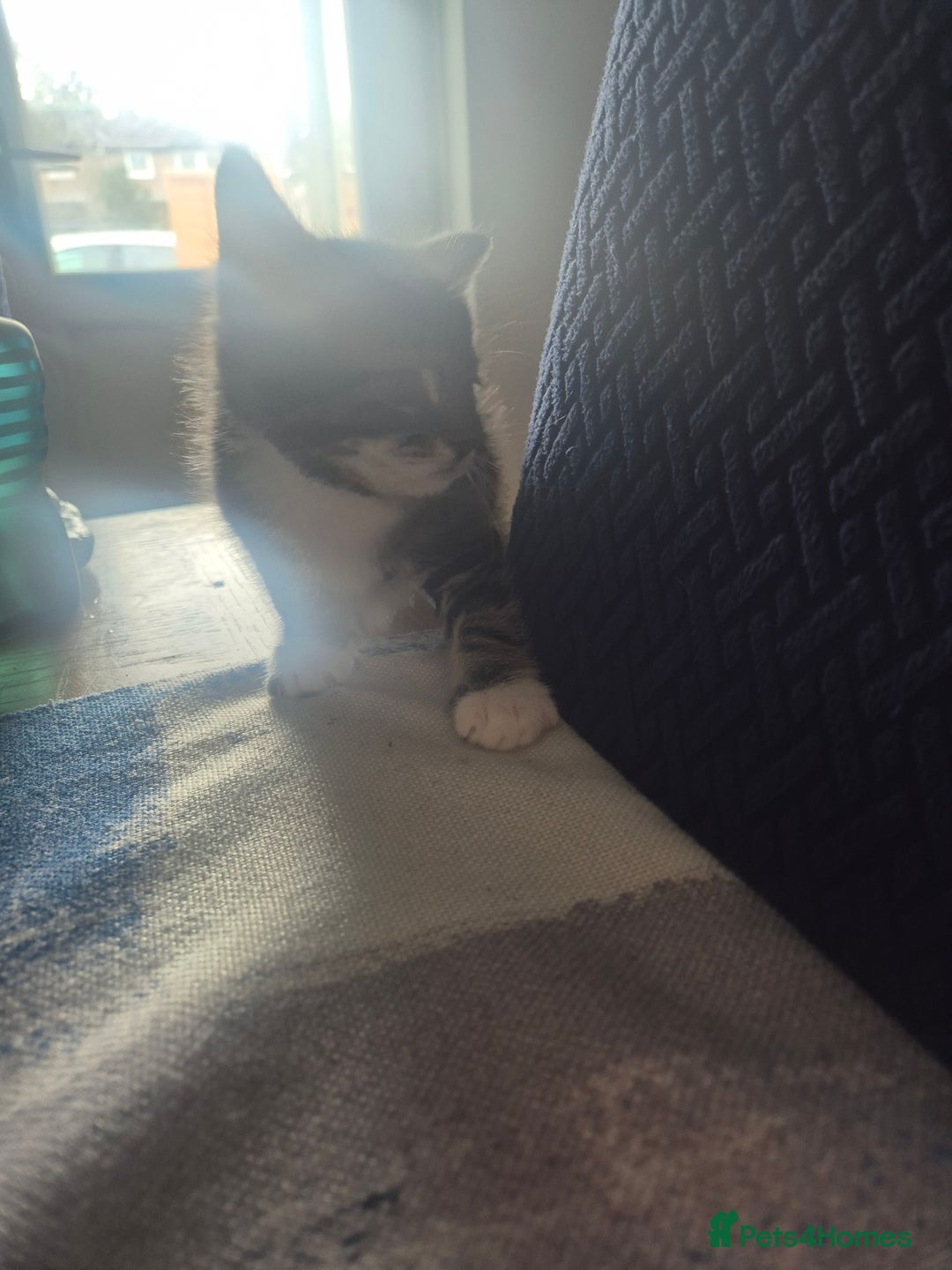 Mixed Breed cats for sale: 3 beautiful kittens - Image 2
