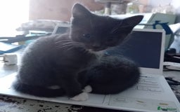 British Shorthair cats for sale: 3 beautiful kittens looking for a forever home  - Image 2