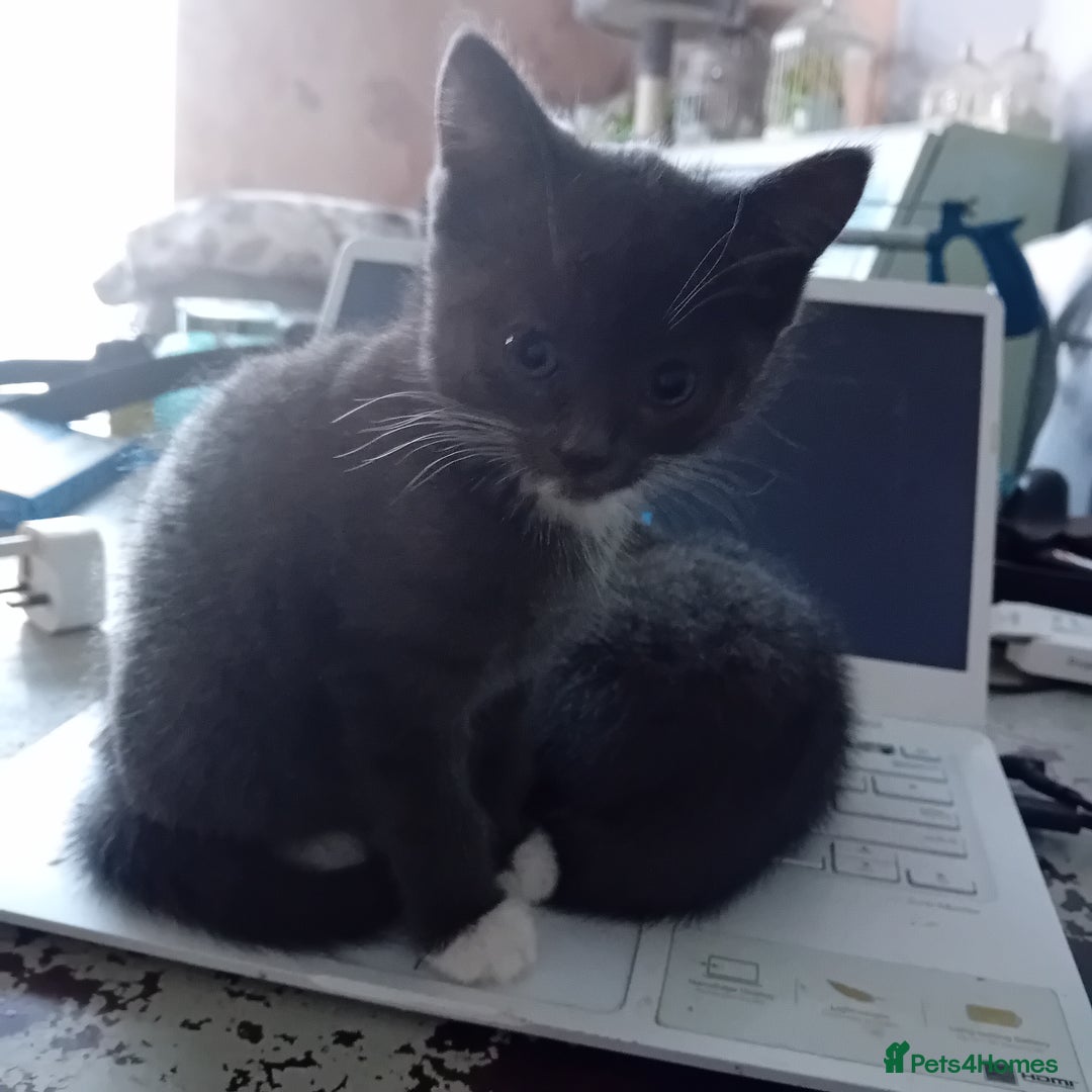 British Shorthair cats for sale: 3 beautiful kittens looking for a forever home  - Image 2