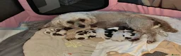 Mixed Breed dogs for sale: La chon  - Advert 20