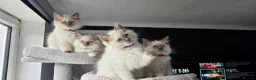 Ragdoll cats for sale: Ragdoll kittens  - Advert 9