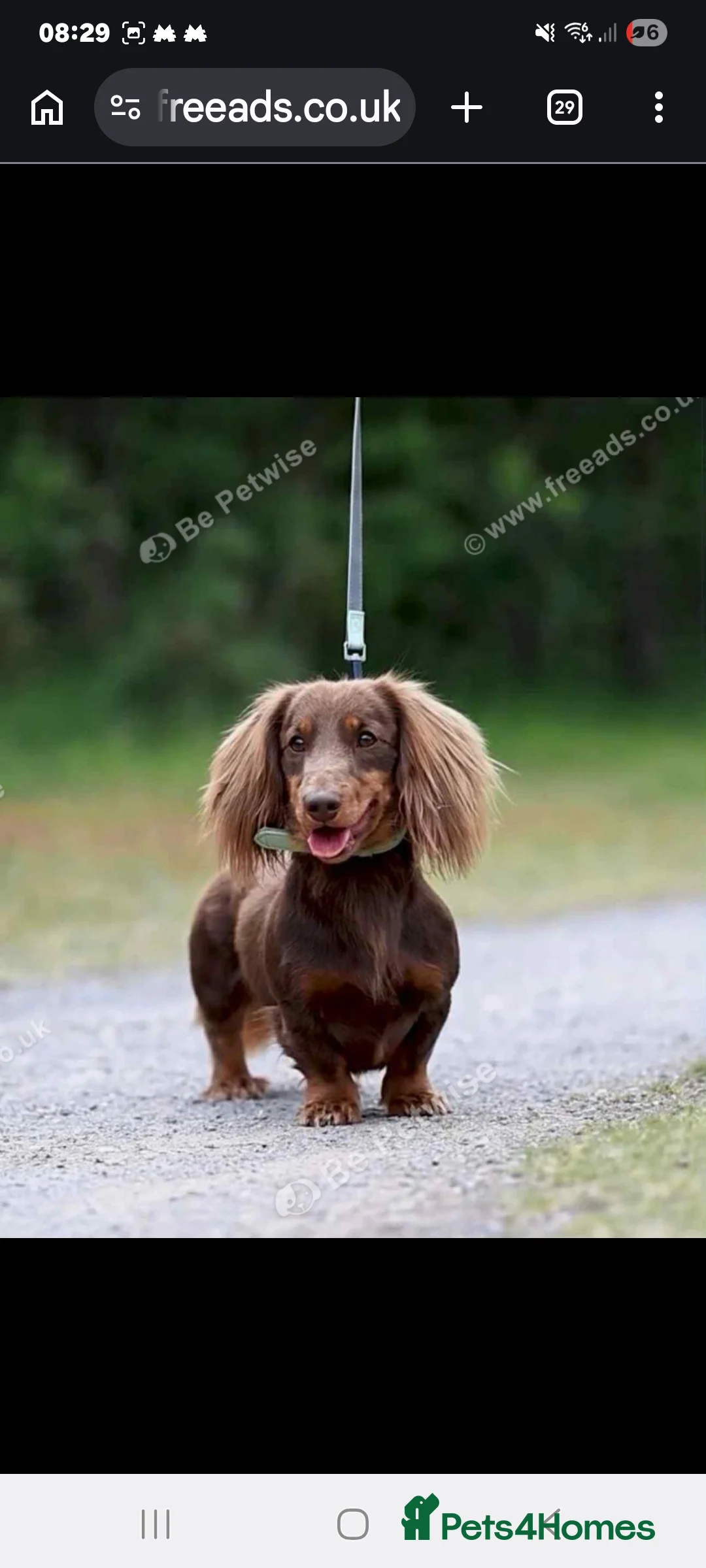 Miniature Dachshund dogs for sale: Minature Dachshund puppys  - Advert 3