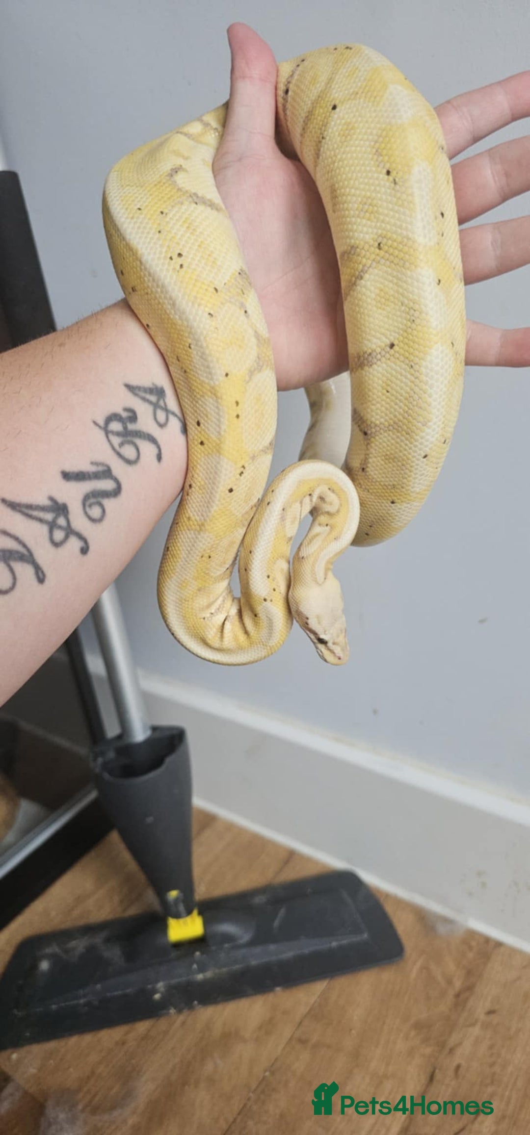 Python Snake reptiles for sale: Ball pythons for sale - Image 9