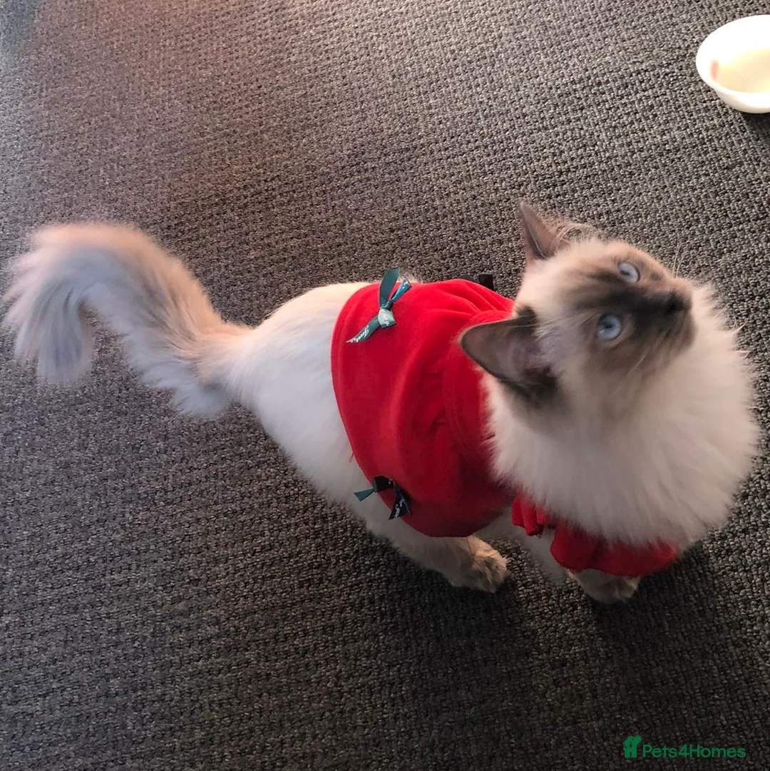Ragdoll cats for sale: Mr Meelo in Pontypridd - Advert 2