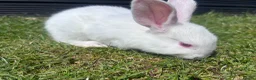 Mixed Breed rabbits for sale: Child friendly, Mixed breed rabbits  - Advert 7