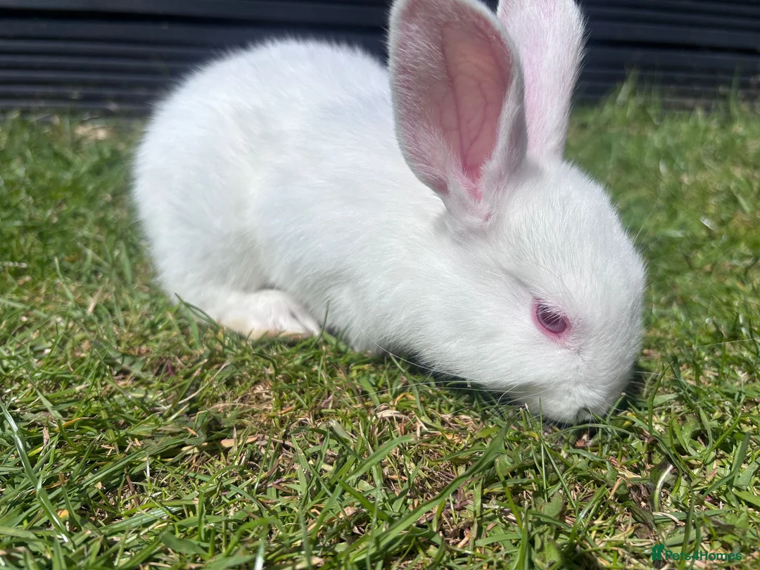 Mixed Breed rabbits for sale: Child friendly, pure white Mixed breed rabbit - Advert 1