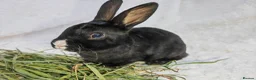Rex rabbits for sale: Mini rex rabbits, black Vienna marked buck - Advert 14