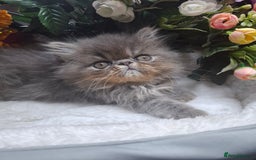 Persian cats for sale: Two beautiful boy kittens  - Image 2
