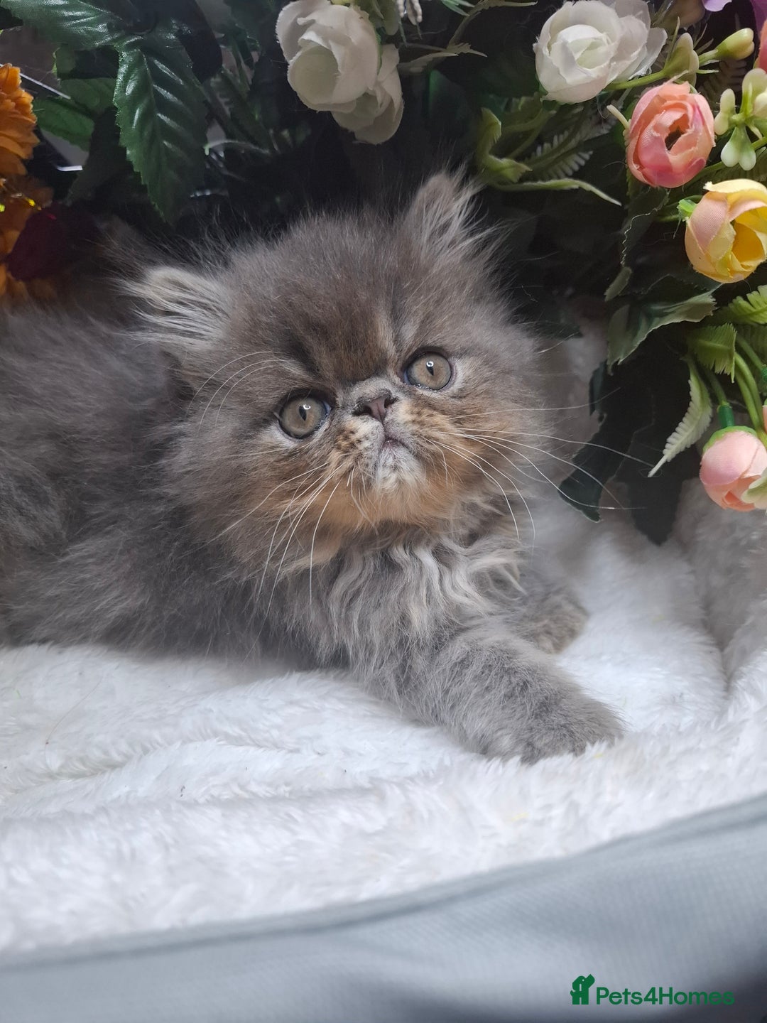 Persian cats for sale: Two beautiful boy kittens  - Image 2