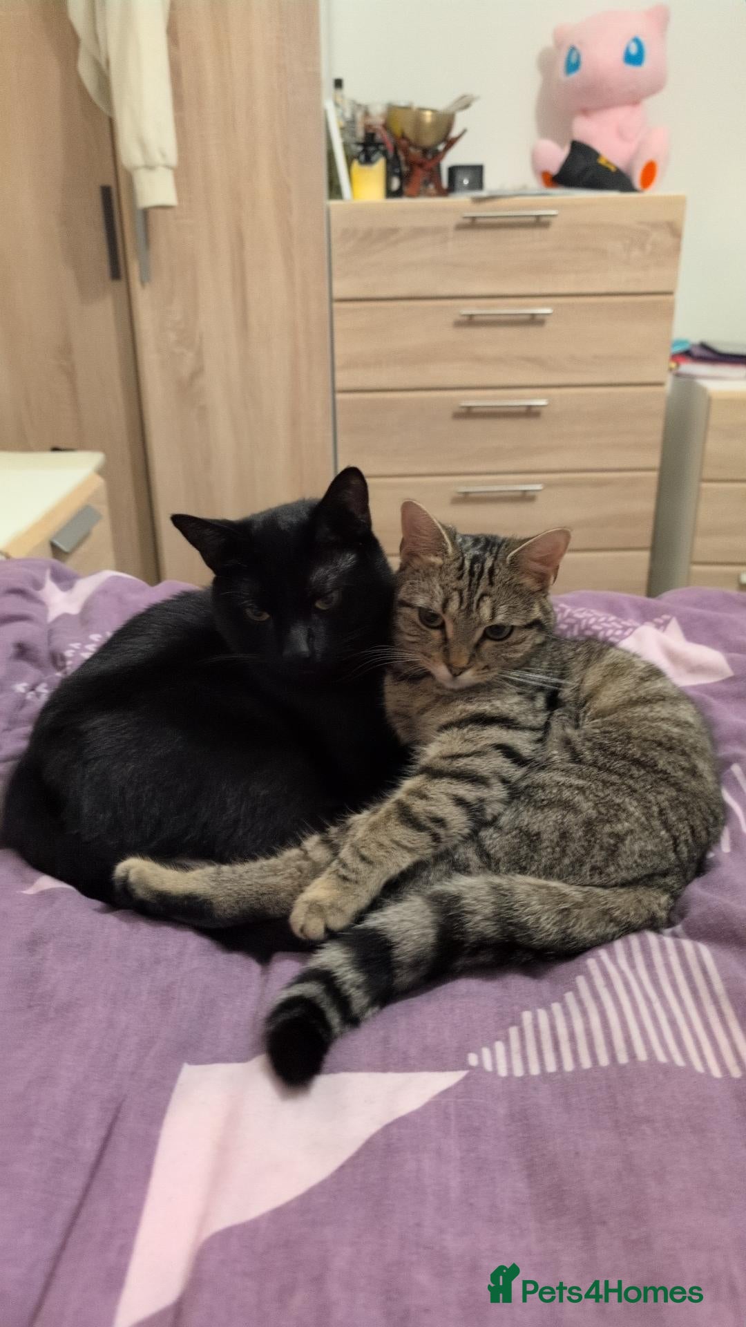 Domestic Shorthair cats 2 young cats looking to sell ASAP - Advert 1