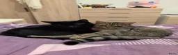 Domestic Shorthair cats for sale: 2 young cats looking to sell ASAP in Luton - Advert 1