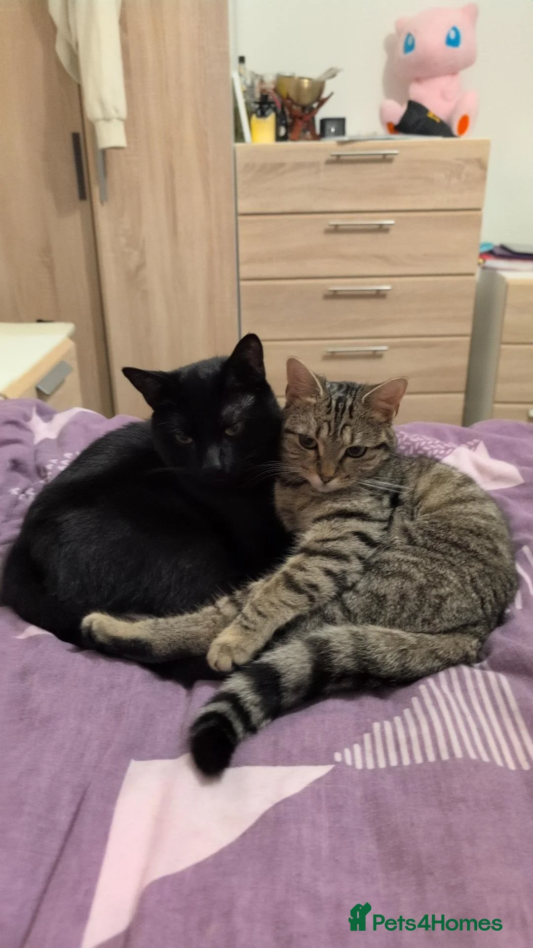 Domestic Shorthair cats for sale: 2 young cats looking to sell ASAP in Luton - Advert 1
